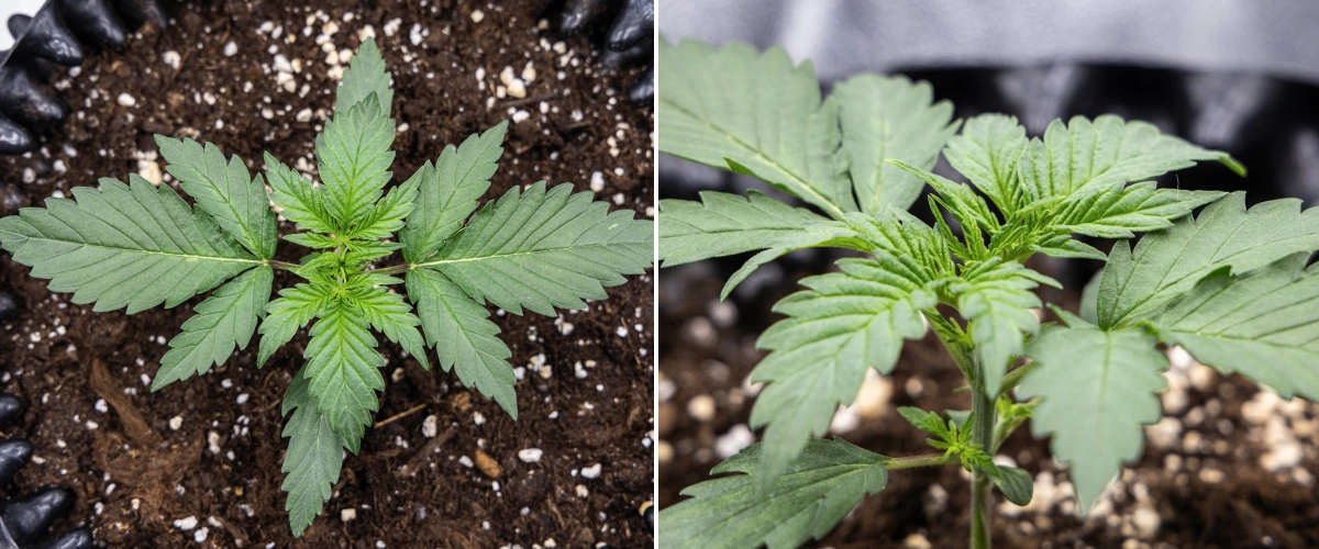 Plant de cannabis Cosmos F1 pendant la 1re semaine de végétation, avec une croissance compacte et droite, un espacement régulier des feuilles et un feuillage précoce sain entre les jours 5 et 12 après la germination.