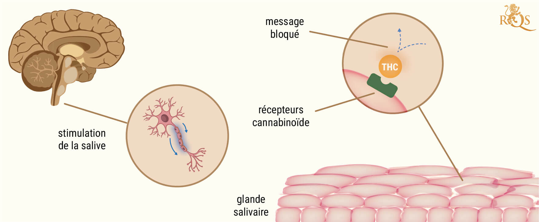 La Raison Derrière L’assèchement De La Bouche Après Avoir Fumé De L’herbe