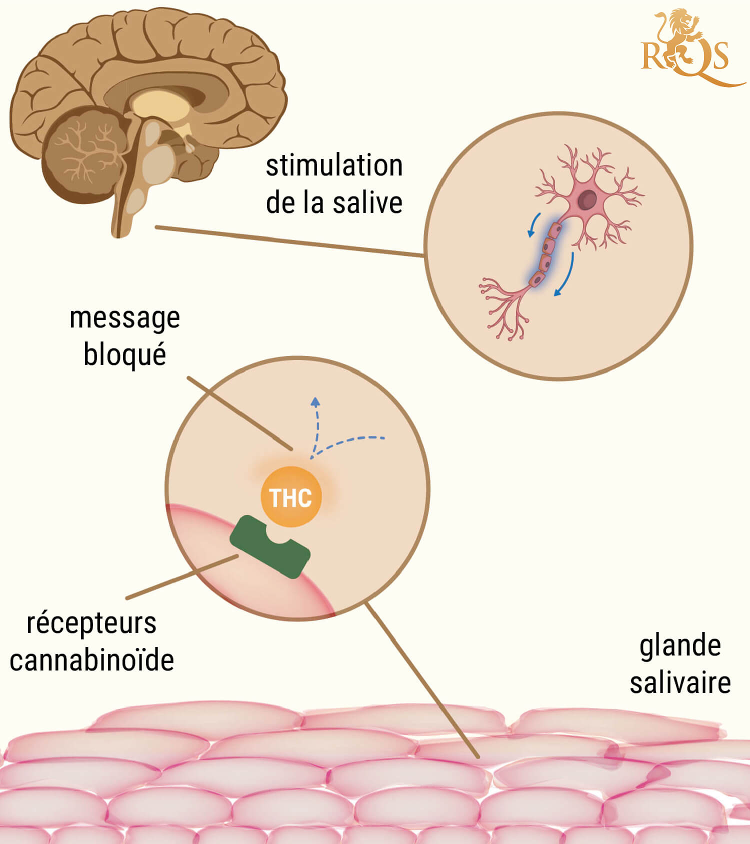 La Raison Derrière L’assèchement De La Bouche Après Avoir Fumé De L’herbe