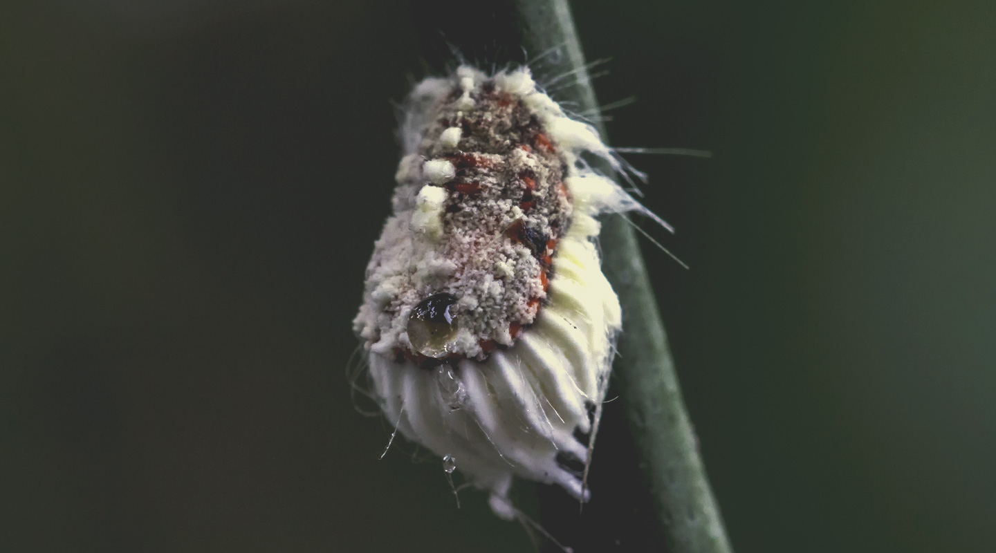 Cochenille farineuse