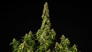 Plant de cannabis Wedding Cake Auto mature sur fond noir, montrant des têtes denses et résineuses, des feuilles qui jaunissent et une grande cola centrale pendant la phase finale de floraison.