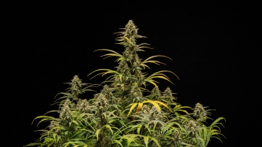 Plants de cannabis Hyperion F1 matures sur fond noir, montrant de grandes colas en floraison, des têtes résineuses, des feuilles qui jaunissent et un couvert végétal vigoureux pendant la phase finale de floraison.