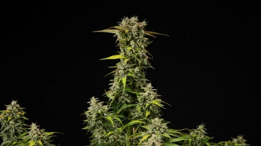 Plant de cannabis Royal Creamatic mature avec des têtes denses et résineuses, des trichomes givrés et une grande cola principale sur fond noir.