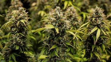 Têtes de cannabis Granddaddy Purple Auto en gros plan, montrant des colas denses couvertes de trichomes, des pistils orange, des fleurs vertes matures et une résine givrée avant la récolte.