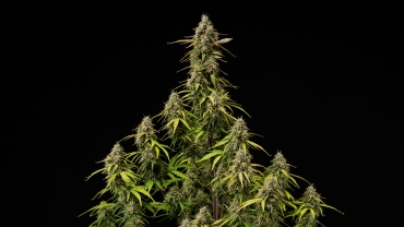Couverture du grow report Atlas F1 : colas de cannabis matures Colas matures d’Atlas F1 sur fond noir, montrant des têtes résineuses, des pistils orange, des feuilles qui jaunissent et une floraison prête à être récoltée pour la couverture du grow report.