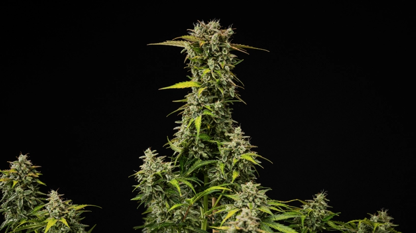 Plant de cannabis Royal Creamatic mature avec des têtes denses et résineuses, des trichomes givrés et une grande cola principale sur fond noir.