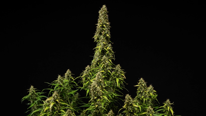 Couverture du grow report Wedding Cake Auto : plante en floraison mature Plant de cannabis Wedding Cake Auto mature sur fond noir, montrant des têtes denses et résineuses, des feuilles qui jaunissent et une grande cola centrale pendant la phase finale de floraison.