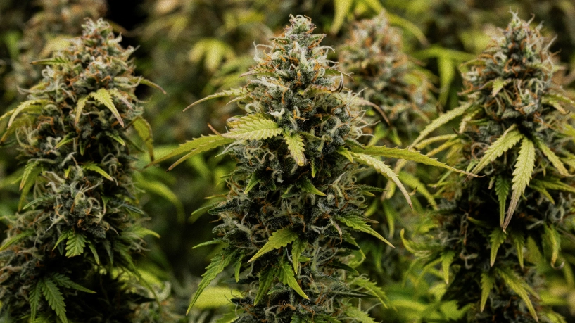 Têtes de cannabis Granddaddy Purple Auto en gros plan, montrant des colas denses couvertes de trichomes, des pistils orange, des fleurs vertes matures et une résine givrée avant la récolte.