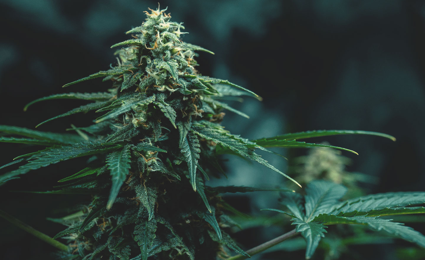 Génétiques Thai du cannabis : histoire et origines Génétiques Thai du cannabis : histoire et origines