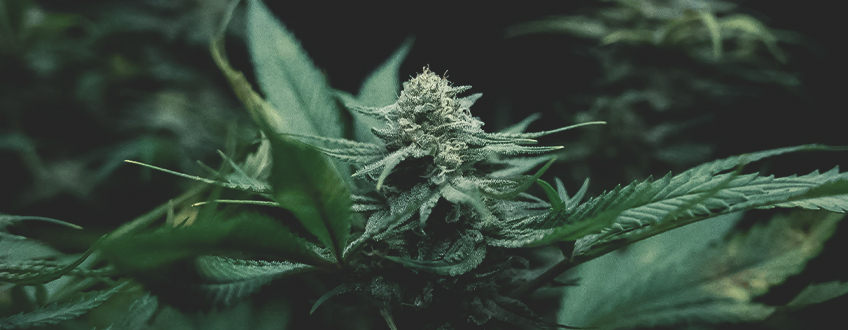 Cultiver Du Cannabis : Comprendre Les Bases