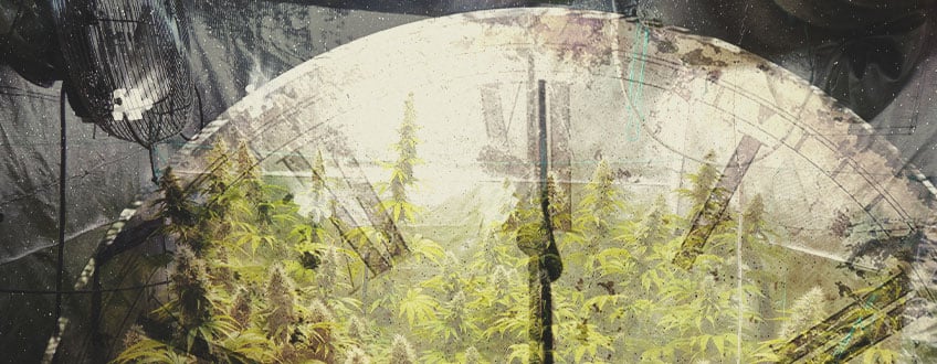 Combien de temps pour la culture intérieure du cannabis ?