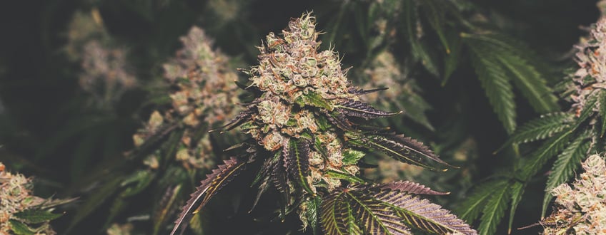 Gros plan d'une plante de cannabis en floraison, montrant des trichomes denses et des pistils vibrants sur un fond de feuillage vert