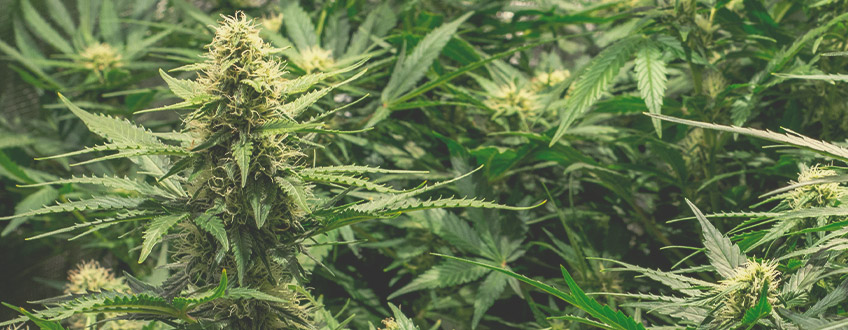 Obtenir les plus gros rendements avec du cannabis à autofloraison Obtenir les plus gros rendements avec du cannabis à autofloraison