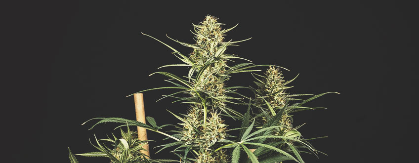Les Meilleures Graines De Cannabis En Promotion Chez Royal Queen Seeds Les Meilleures Graines De Cannabis En Promotion Chez Royal Queen Seeds