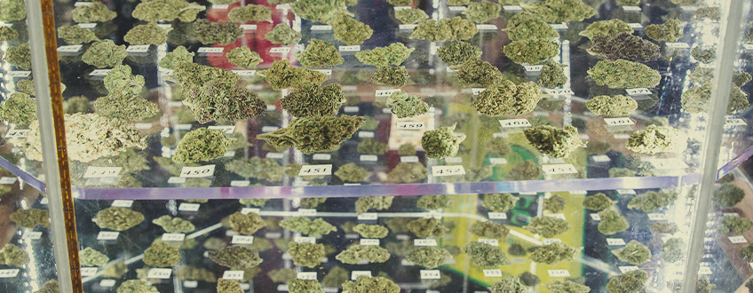Gagnants Cannabis Cup