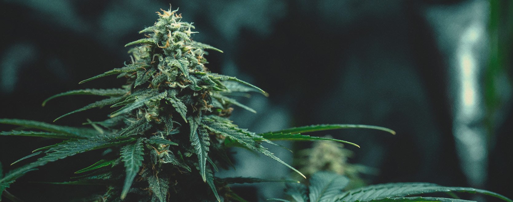 Génétiques Thai du cannabis : histoire et origines Génétiques Thai du cannabis : histoire et origines