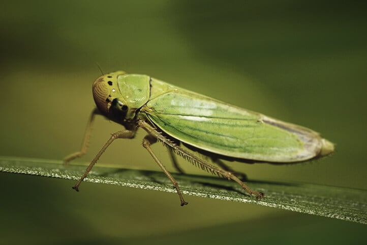 Cicadelles sur la plante de cannabis