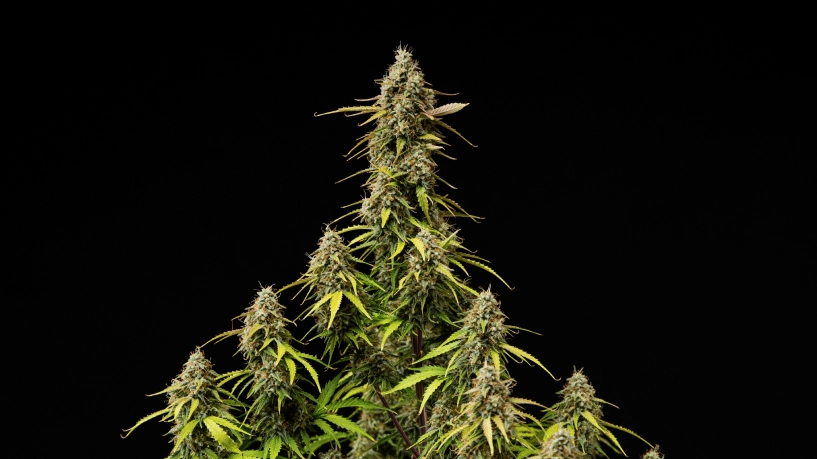 Couverture du grow report Atlas F1 : colas de cannabis matures Colas matures d’Atlas F1 sur fond noir, montrant des têtes résineuses, des pistils orange, des feuilles qui jaunissent et une floraison prête à être récoltée pour la couverture du grow report.