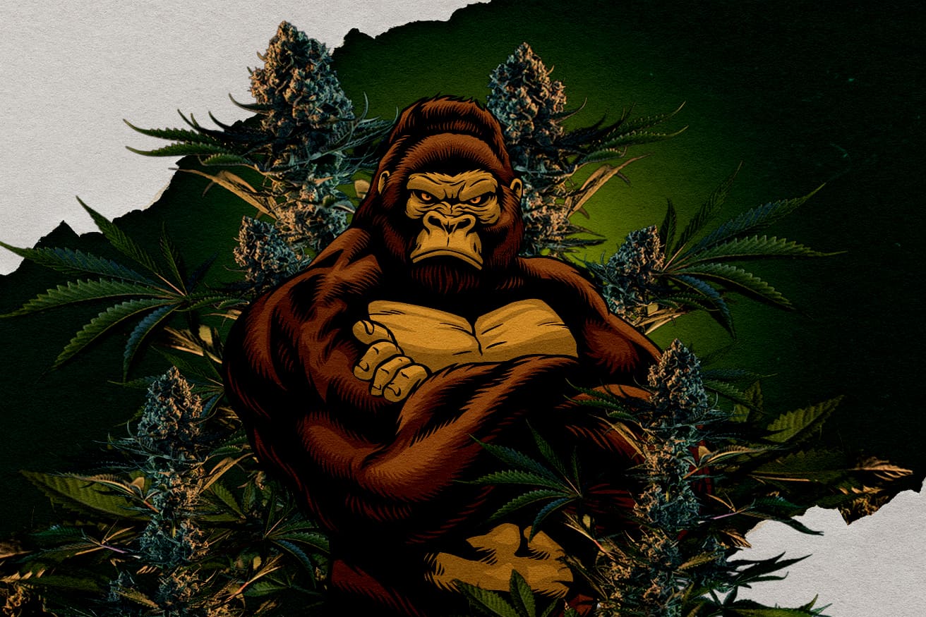 Illustration d’un gorille entouré de bourgeons de cannabis, représentant les variétés Gorilla RQS, question sur la plus forte.