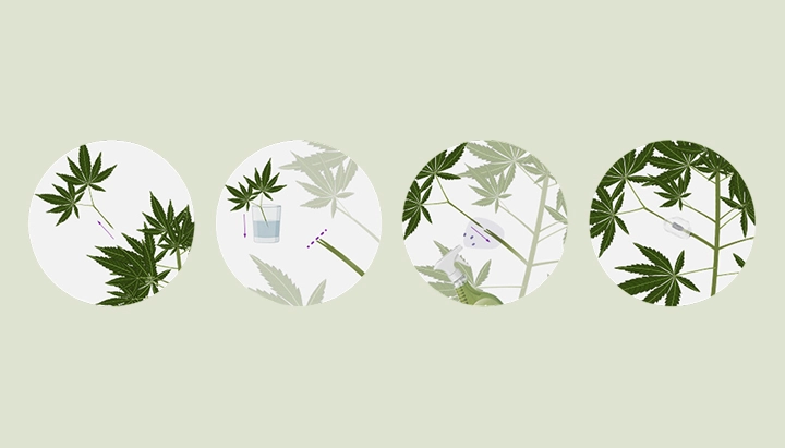 Apprenez à greffer des plants de cannabis grâce à notre guide étape par étape. Découvrez l'équipement nécessaire, comment choisir le meilleur porte-greffe et greffon, et suivez notre tutoriel de greffage.
