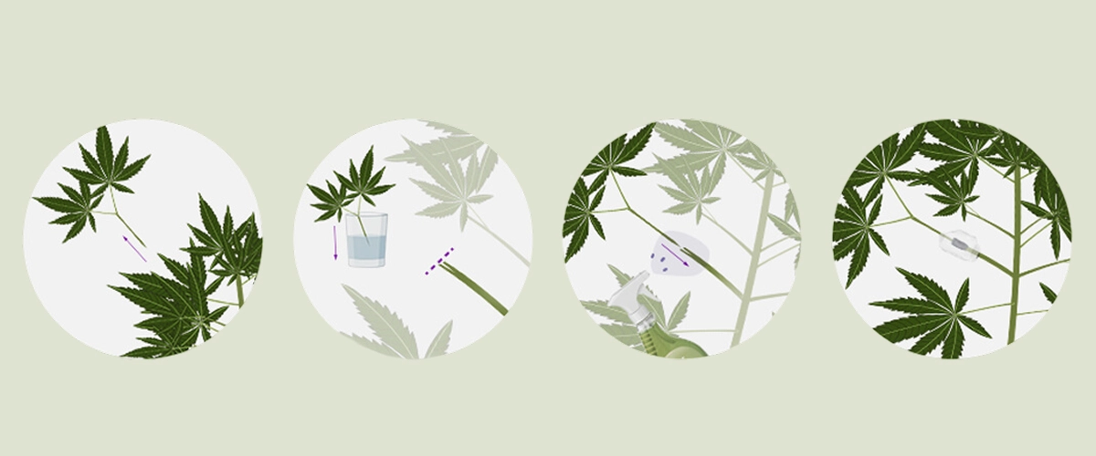 Apprenez à greffer des plants de cannabis grâce à notre guide étape par étape. Découvrez l'équipement nécessaire, comment choisir le meilleur porte-greffe et greffon, et suivez notre tutoriel de greffage.