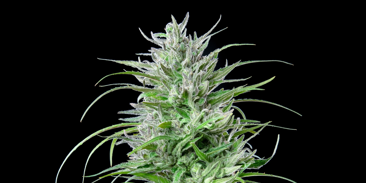Tête de cannabis Critical Kush avec des fleurs givrées et résineuses, des feuilles vert vif, des pistils blancs et une croissance de floraison compacte sur fond sombre.