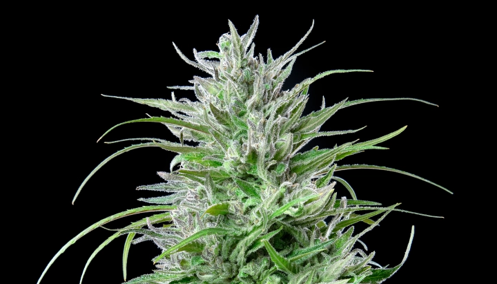 Tête de cannabis Critical Kush avec des fleurs givrées et résineuses, des feuilles vert vif, des pistils blancs et une croissance de floraison compacte sur fond sombre.
