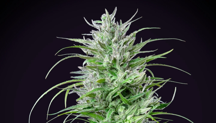 Critical Kush : indica compacte au rendement élevé Plant de cannabis Critical Kush avec une cola dense et givrée, des feuilles vert vif, des pistils blancs et une croissance de floraison compacte sur fond sombre.