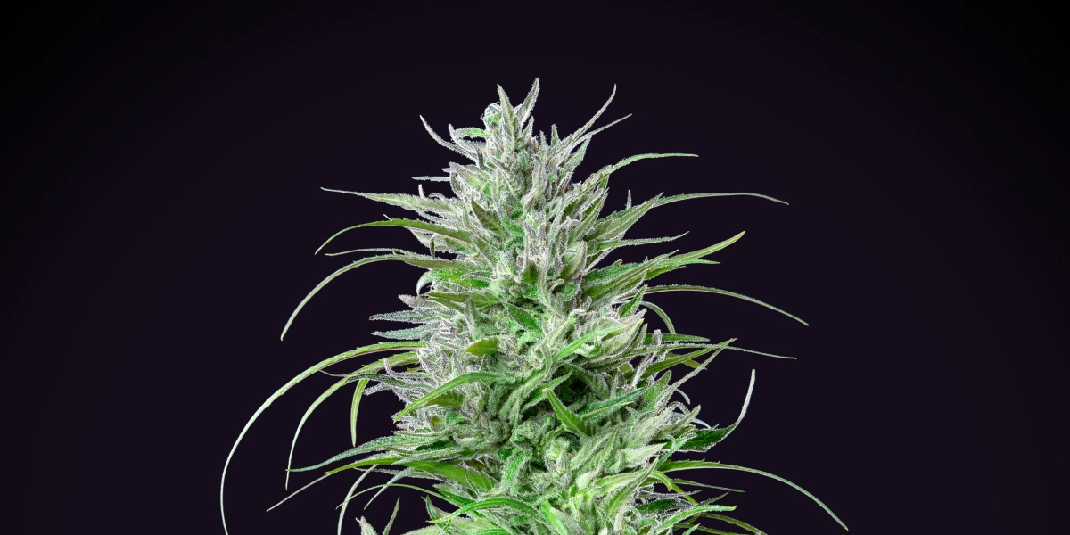 Critical Kush : indica compacte au rendement élevé Plant de cannabis Critical Kush avec une cola dense et givrée, des feuilles vert vif, des pistils blancs et une croissance de floraison compacte sur fond sombre.