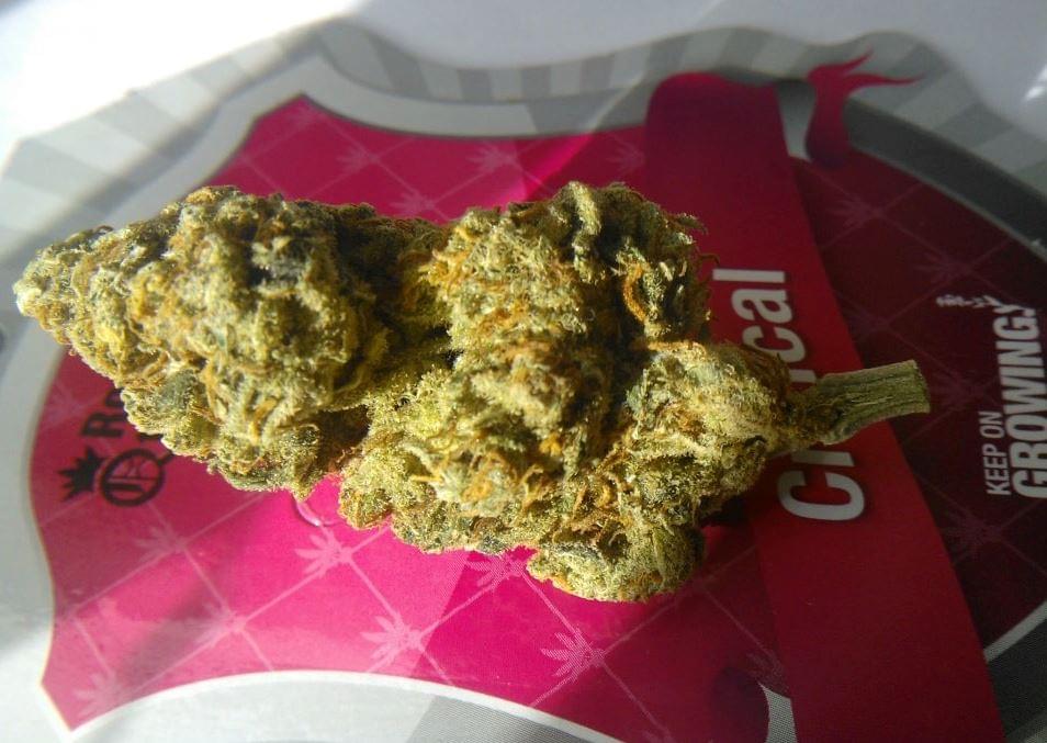 10 Conseils pour cultivar le cannabis - RQS Blog