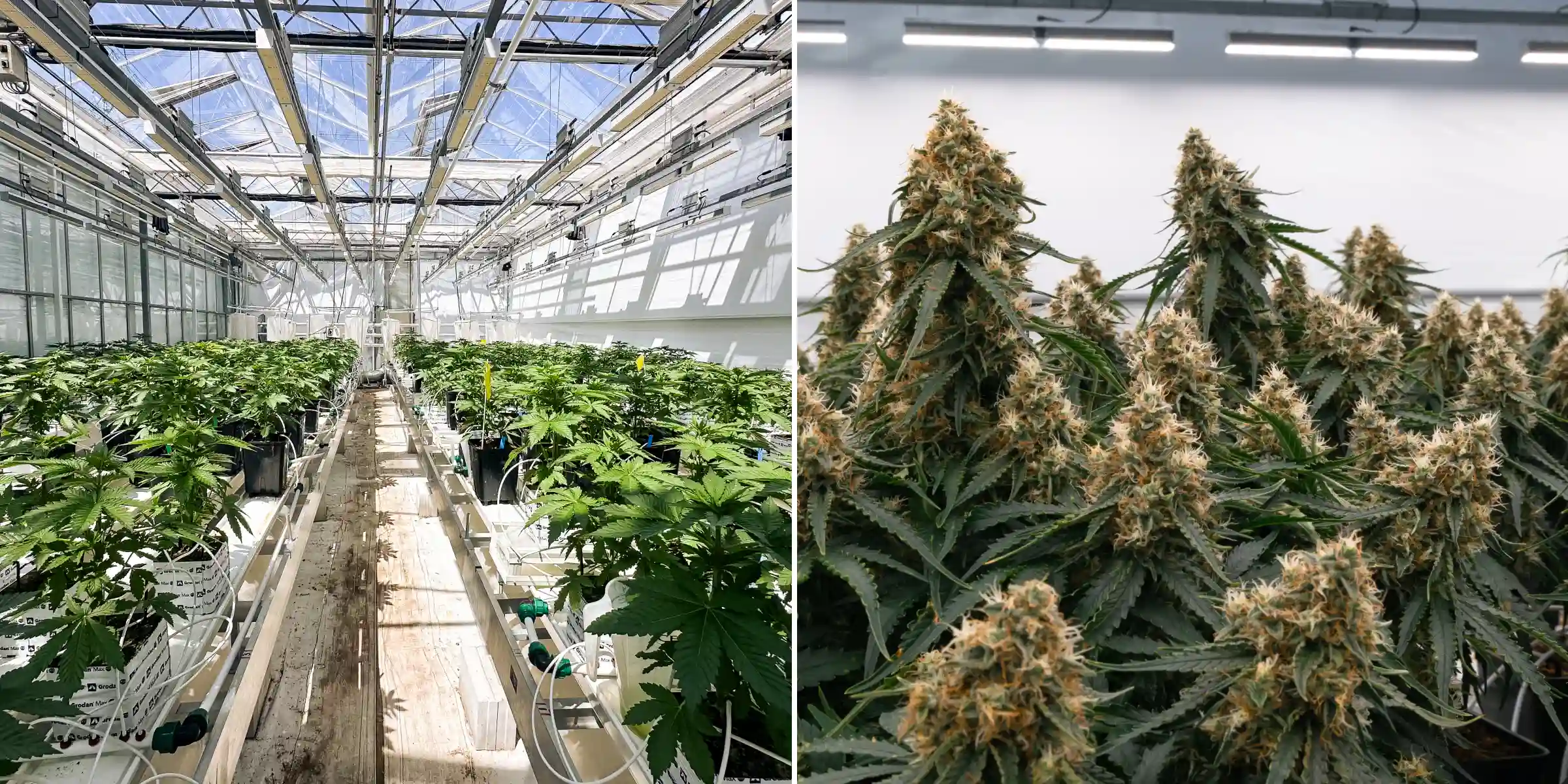 Rangées de plants de cannabis photopériodiques hybrides F1 poussant dans la serre Cultivation for Compounds, montrant des blocs de laine de roche, des lignes d’irrigation, des bancs d’essai et un environnement de recherche de breeding contrôlé.