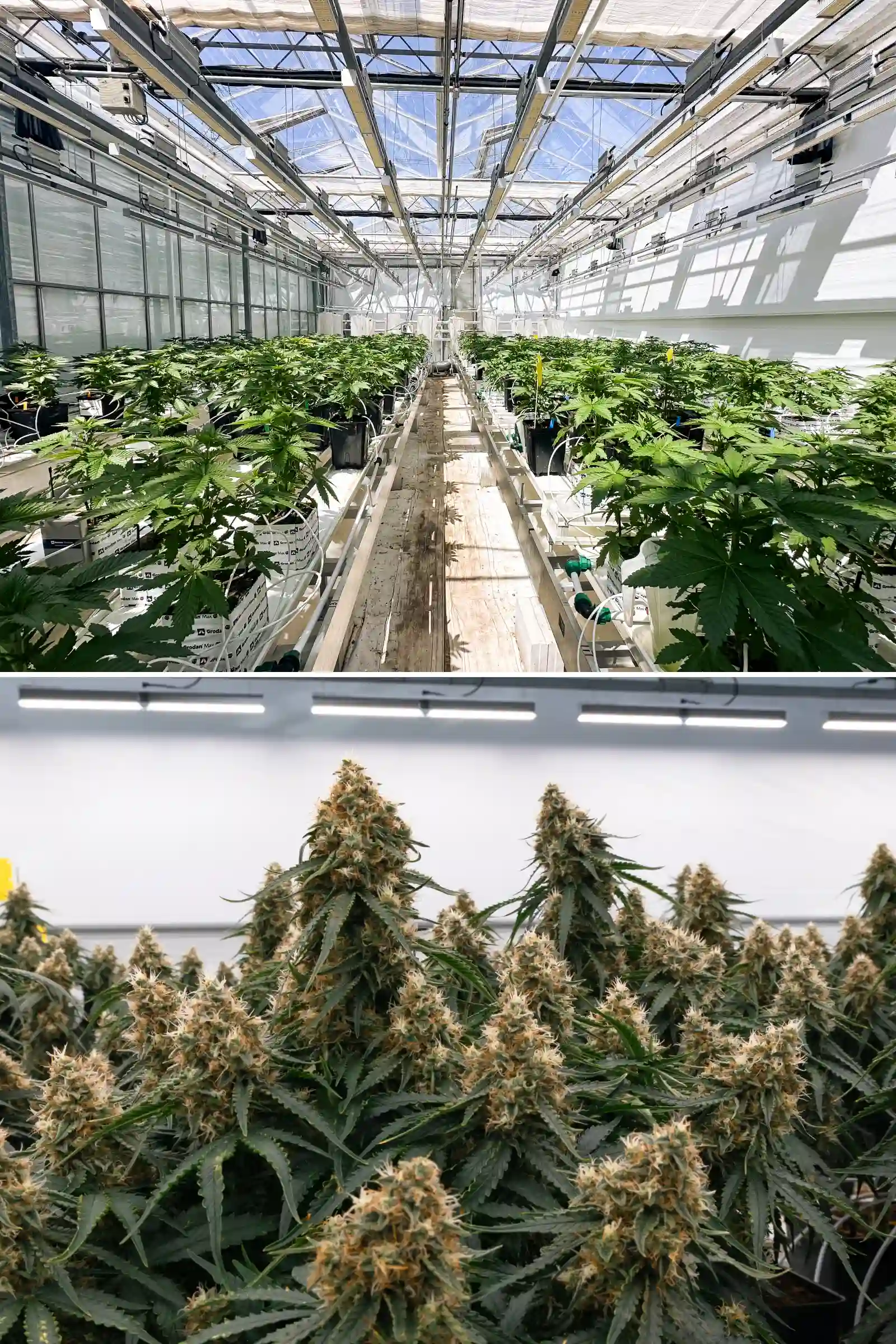 Rangées de plants de cannabis photopériodiques hybrides F1 poussant dans la serre Cultivation for Compounds, montrant des blocs de laine de roche, des lignes d’irrigation, des bancs d’essai et un environnement de recherche de breeding contrôlé.