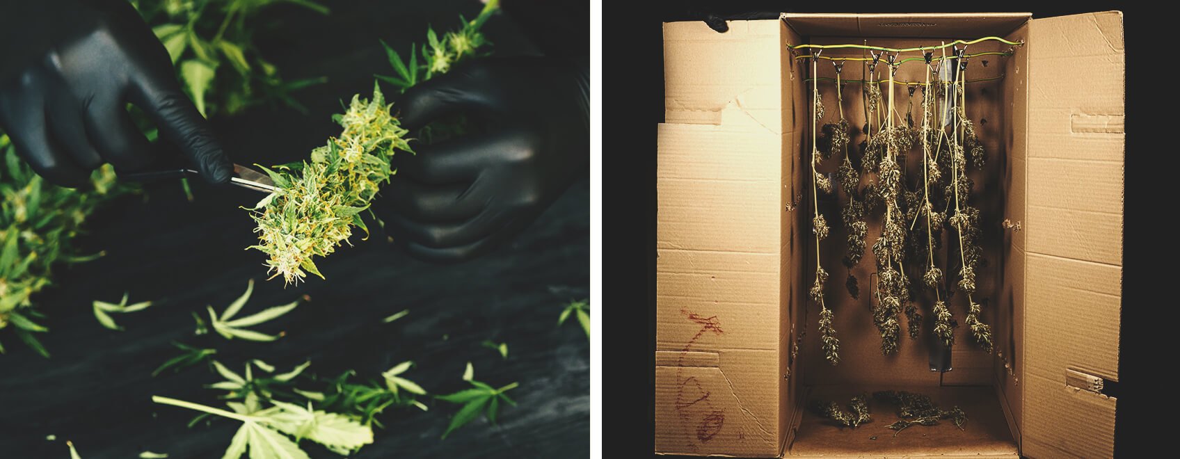 Alerte Aux Fumeurs : Fumer Du Cannabis Moisi Alerte Aux Fumeurs : Fumer Du Cannabis Moisi