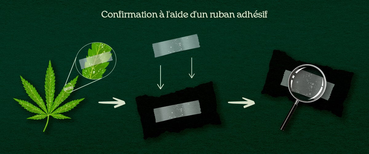 Confirmation à l'aide d'un ruban adhésif Une illustration du processus de prélèvement DIY avec ruban adhésif sur des feuilles de cannabis pour confirmer parasites ou moisissure.