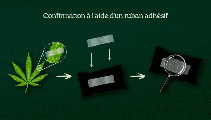Confirmation à l'aide d'un ruban adhésif Une illustration du processus de prélèvement DIY avec ruban adhésif sur des feuilles de cannabis pour confirmer parasites ou moisissure.