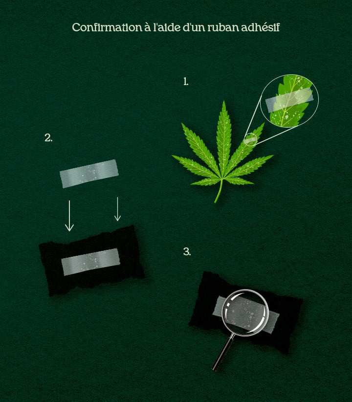 Une illustration du processus de prélèvement DIY avec ruban adhésif sur des feuilles de cannabis pour confirmer parasites ou moisissure.