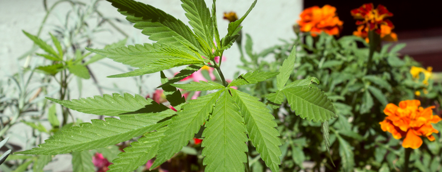 Légalisation réglementation du cannabis allemande