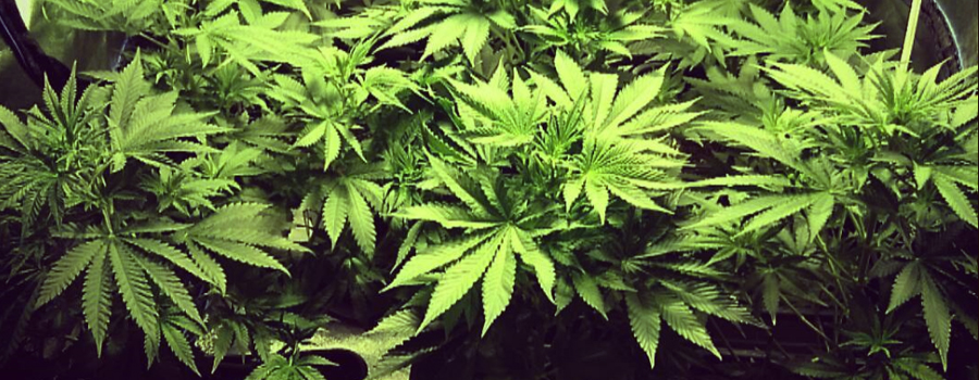Royal Domina cannabis insomnia