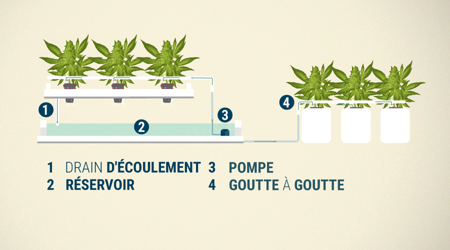 Le Système Goutte À Goutte Le Système Goutte À Goutte