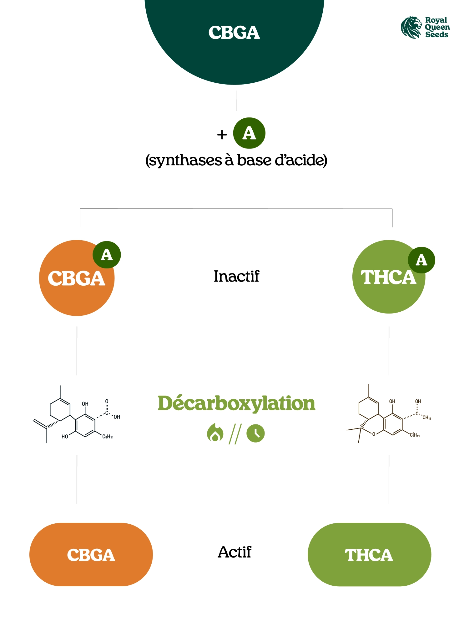 Que Sont Les Acides Cannabinoïdes ?