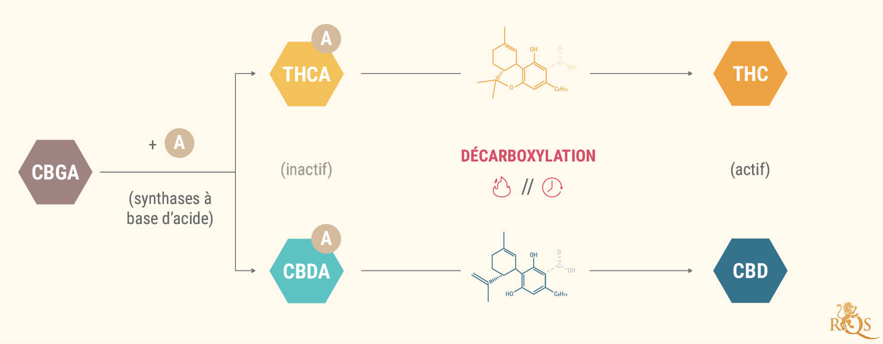 Que Sont Les Acides Cannabinoïdes ?