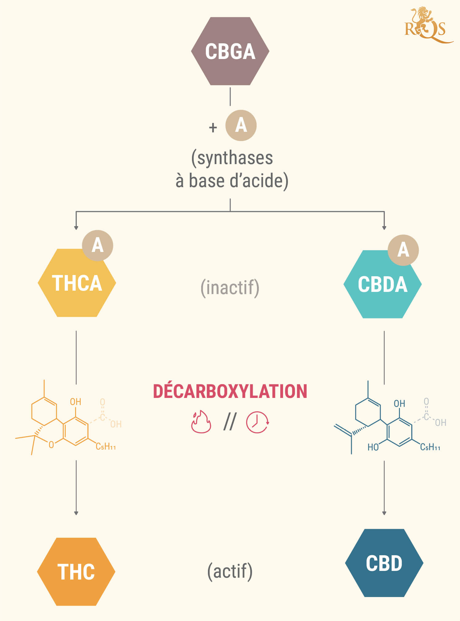 Que Sont Les Acides Cannabinoïdes ?