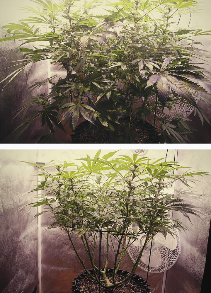 Défoliation des plantes de cannabis en phase de floraison