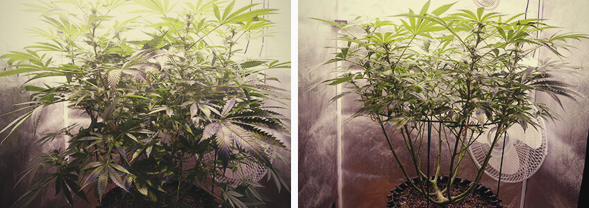 Défoliation des plantes de cannabis en phase de floraison