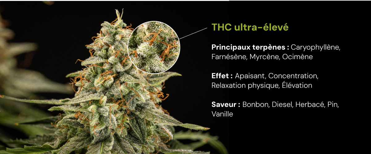 Découvrez une variété de cannabis à THC ultra-élevé avec des terpènes majeurs comme le caryophyllène, le farnésène, le myrcène et l’ocimène, et des effets apaisants et stimulants.