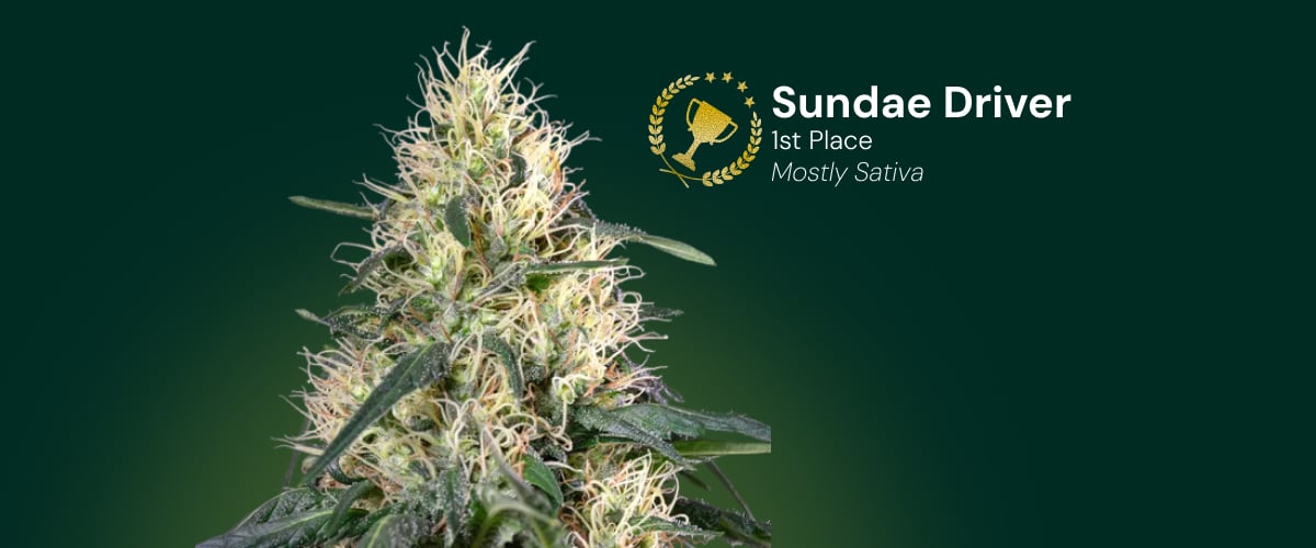 Fleur de cannabis Sundae Driver, gagnant de la 1re place, majoritairement sativa