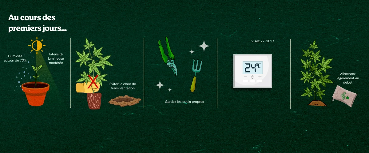 Illustrated guide to cannabis clone care: high humidity, moderate light, clean tools, optimal temperature 22-26°C, avoid transplant shock, and light feeding for healthy rooting.