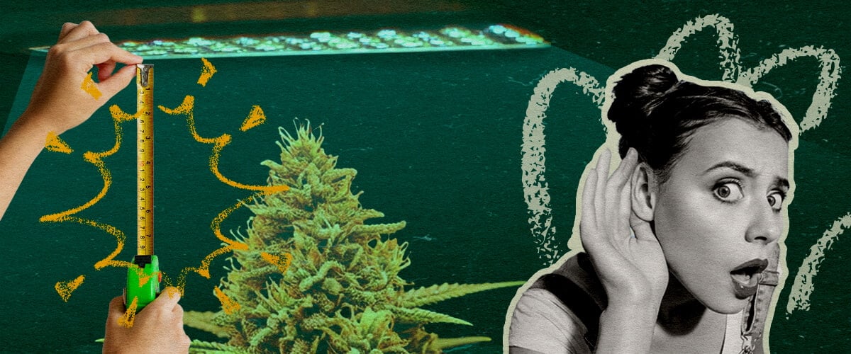 Distance de la Lampe LED par Stade : Image Configuration Lumière Plante de cannabis avec lampe LED de culture et mètre, montrant la distance optimale de la lumière par stade de croissance sur un fond vert foncé, idéal pour les guides de culture de cannabis.