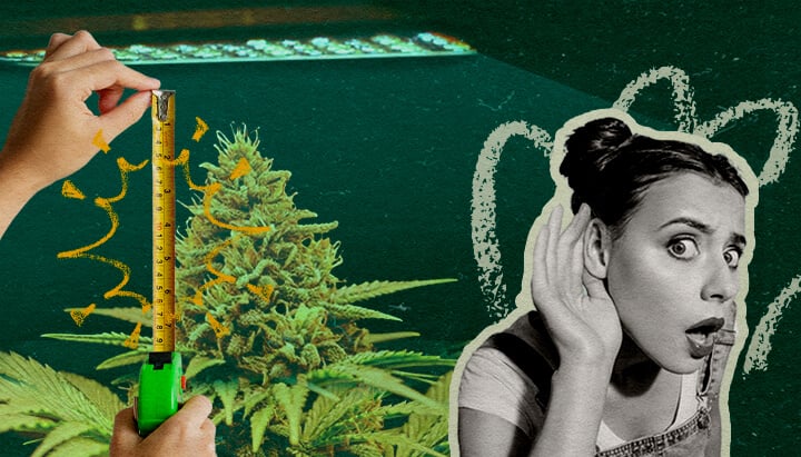 Distance de la Lampe LED par Stade : Image Configuration Lumière Plante de cannabis avec lampe LED de culture et mètre, montrant la distance optimale de la lumière par stade de croissance sur un fond vert foncé, idéal pour les guides de culture de cannabis.