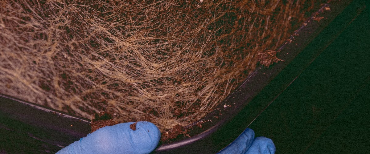 Les Racines de Cannabis Contiennent-elles des Cannabinoïdes : Image Plante Déracinée Plante de cannabis déracinée, révélant les racines pour explorer la teneur en cannabinoïdes et terpènes sur un fond vert foncé, idéal pour les guides de chimie du cannabis.